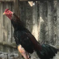 مرغ،خروس،جوجه