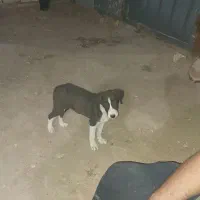 توله سگ شکاری