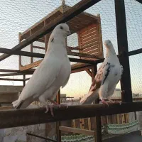 کفتر پرشی