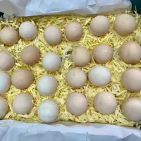 تخم نطفه دار مرغ مرندی نژاد اصیل