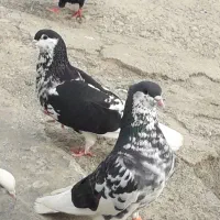 کبوترساده افشان ومسافتی