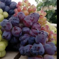 الان هم نهال انگور خارجی رو‌میتونی بااطمینان بکاری