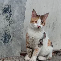 بچه گربه کالیکو