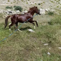 اسب نریون