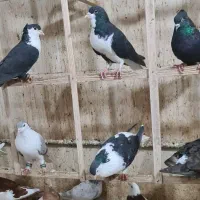 کرباتی کاکلی ابلق افغانی سبز موشی نقره ای سار فری
