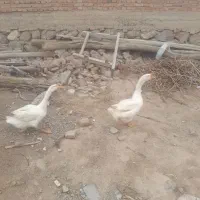 قو غاز شماره تلفن