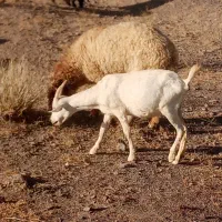 کولار سانن