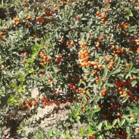 نایلون ۵۵ در ۵۵ یک طرف بسته ظخیم