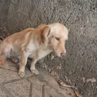 سگ پاکوتاه