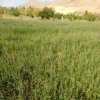 یونجه
