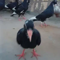 جوجه پلنگ جوجه دم زرد