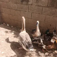 غوغاز|حیوانات مزرعه|لیسار, |دیوار