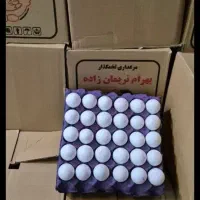 پخش تخم مرغ نوظهور صادراتی تاریخ روز قیمت روز عمده