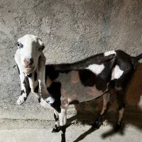 بز پنجاپ چشم سفید زیرگلودار
