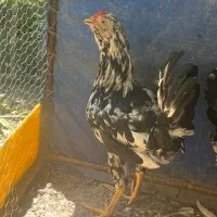 خروس گلین