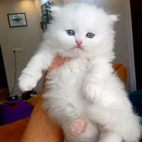 گربه نانازی کیوت
