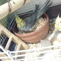 طوطی عروس مولد