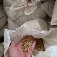 گندم کیلو 55ت