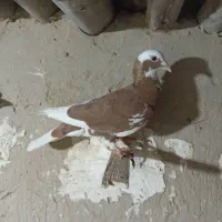 کبوترتور