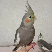 جوجه عروس هلندی دستی