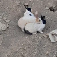 همه چی موجود
