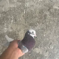 کفتر