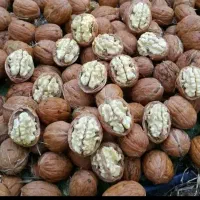 فرانکت چندلر گردو فرنور خوشه ای ۲سالع و بادام