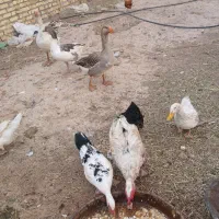 فروش ارک اسرائیلی اردک محلی غاز و مرغ محلی