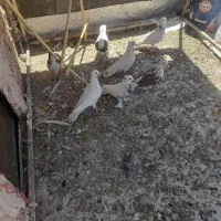کبوتر