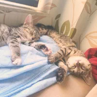 دو عدد بچه گربه بریتیش دو رگه