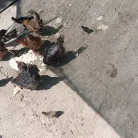 مرغ وجوجه