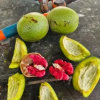 انواع نهال میوه انواع نهال مرکبات با تنوع بالا