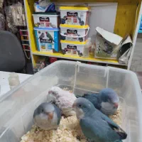 راهب دم دون خور و نرم خور