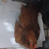 خروس سر حال
