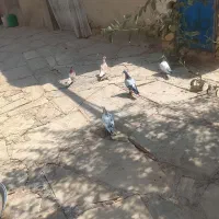 کفتر کبوتر