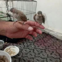 قفس
