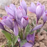 فروش پیاز زعفران درجه یک تربت جام