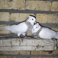 آجری خال سیاه مهر