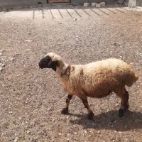 فروش بره نر چاق