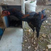 جوجه لاری