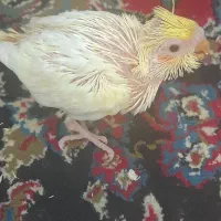 جوجه عروس
