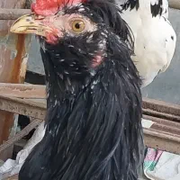 تخم نطفه دار بی غلط