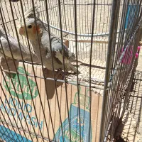 عروس هلندی نر