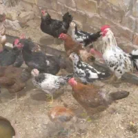 مرغ