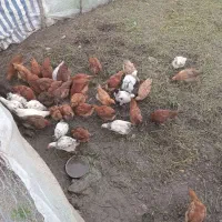 مرغ و خروس