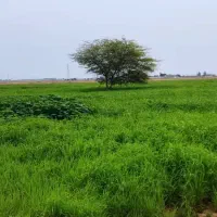 فروش-گاوداری