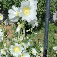 گل ختمی خشک