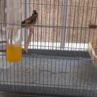 سهر نر