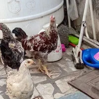 مرغ خروس چند نژاد خوب تخم گزار