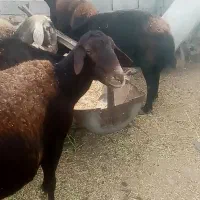 سه تا میش چاق